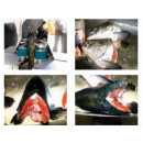 Salmon processing lines